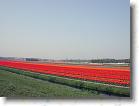 Masser af tulipanmarker